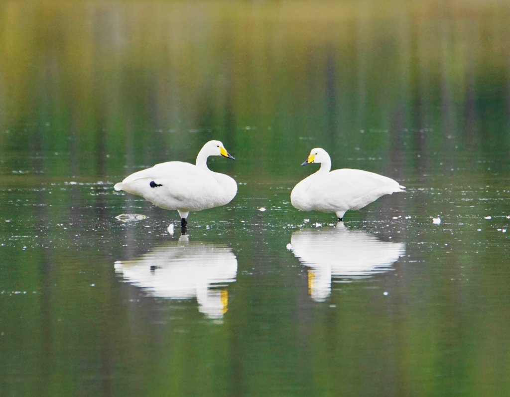 Whooper Swan, Innhavet, Norland County, Norway