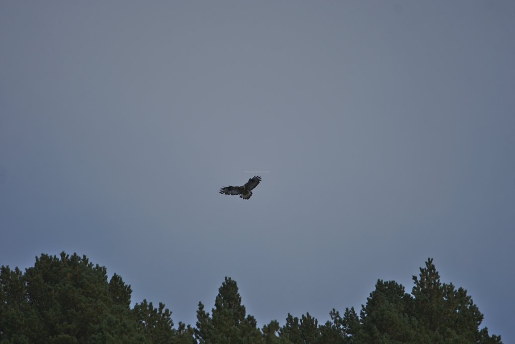 Rough Legged Hawk, Tranoyvein, Hamaroy, Norland County, Norway